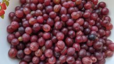варенье из крыжовника